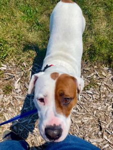 A high-angle shot of a white and brown dog looking up at the camera while standing on woodchips.
