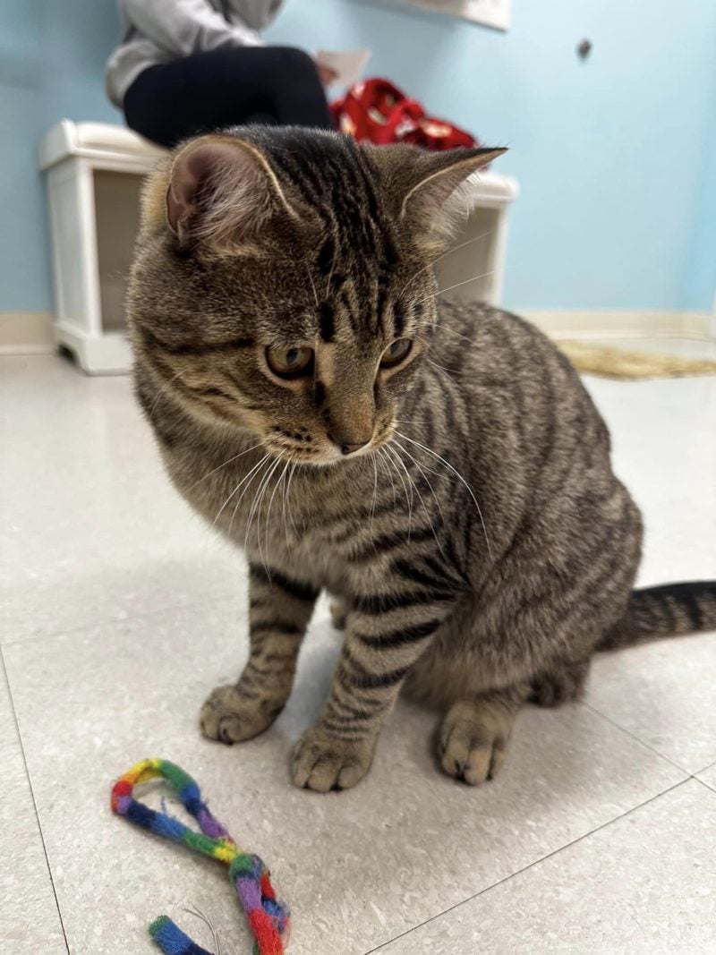 A close-up of a friendly tabby cat sitting on a white floor next to a colorful toy